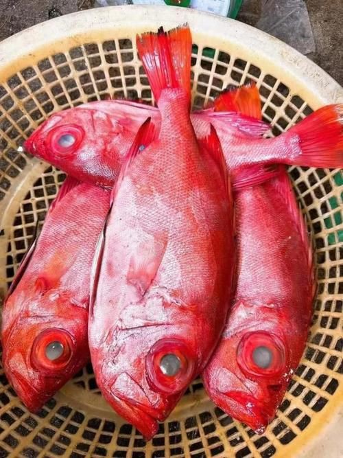 美國大眼紅斑魚圖片 龍魚百科 第10張 美國大眼紅斑魚圖片 美國大眼紅斑魚圖片 龍魚百科 第10張