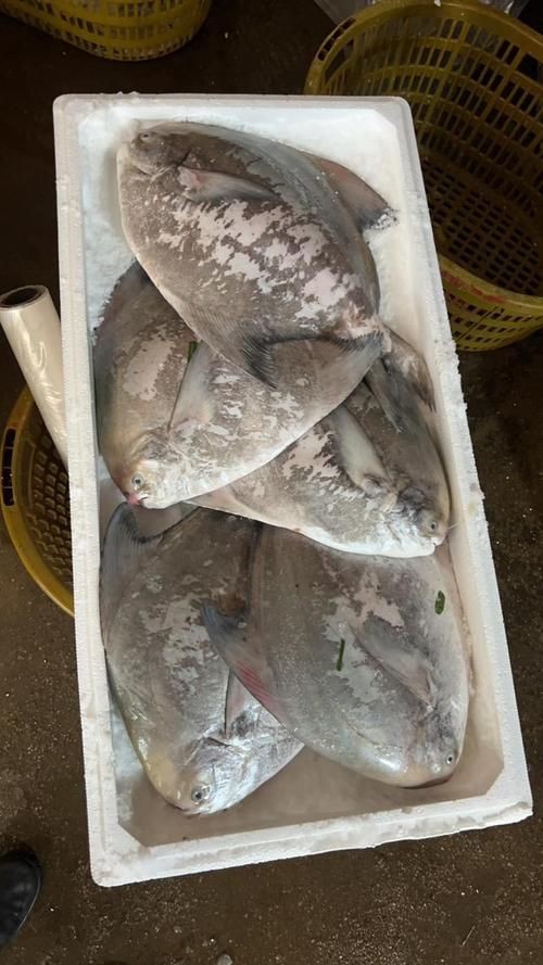 美國大眼紅斑魚圖片 龍魚百科 第17張 美國大眼紅斑魚圖片 美國大眼紅斑魚圖片 龍魚百科 第17張