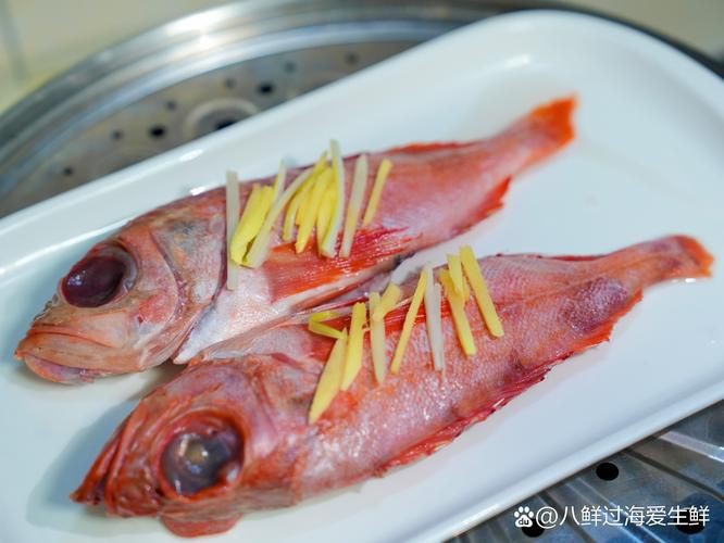 美國大眼紅斑魚圖片 龍魚百科 第20張 美國大眼紅斑魚圖片 美國大眼紅斑魚圖片 龍魚百科 第20張