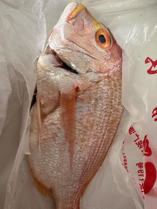 美國大眼紅斑魚圖片 龍魚百科 第19張 美國大眼紅斑魚圖片 美國大眼紅斑魚圖片 龍魚百科 第19張