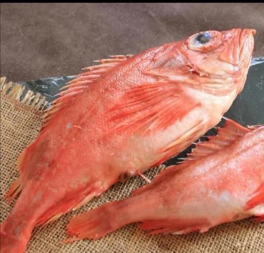 美國大眼紅斑魚圖片 龍魚百科 第12張 美國大眼紅斑魚圖片 美國大眼紅斑魚圖片 龍魚百科 第12張