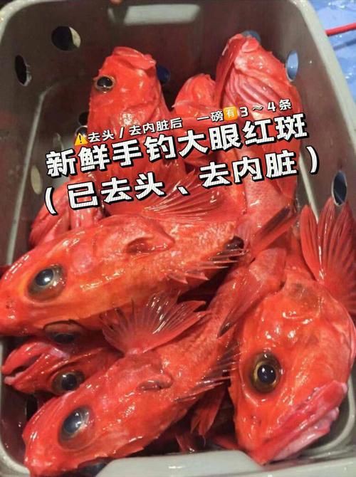 美國大眼紅斑魚圖片 龍魚百科 第1張 美國大眼紅斑魚圖片 美國大眼紅斑魚圖片 龍魚百科 第1張