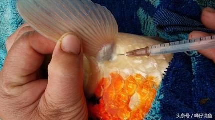 龍魚治病青霉素用量（在使用青霉素治療龍魚時，需要注意以下幾點）