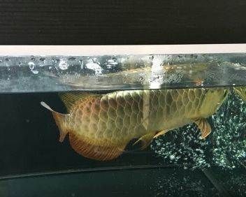 龍魚過背怎么看，如何判斷龍魚是否過背 龍魚過背怎么看，如何判斷龍魚是否過背 龍魚百科 第4張