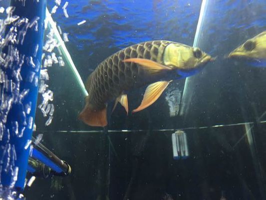 龍魚過背怎么看，如何判斷龍魚是否過背 龍魚過背怎么看，如何判斷龍魚是否過背 龍魚百科 第1張