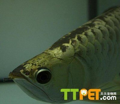 龍魚過背怎么看，如何判斷龍魚是否過背 龍魚過背怎么看，如何判斷龍魚是否過背 龍魚百科 第3張