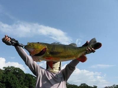 中國哪里銀龍魚最多（中國銀龍魚分布情況）