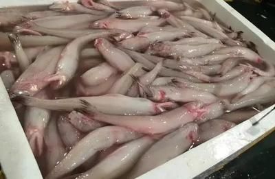 食用龍魚做法大全：清蒸龍魚的多種做法，香煎龍魚的變種做法，番茄龍魚的營養價值