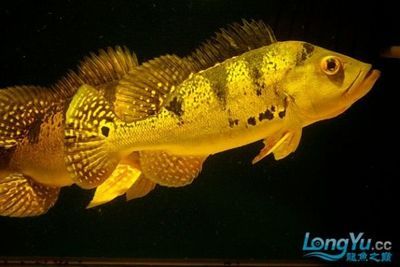 野生巴西亞魚打龍魚怎么辦（野生巴西亞魚攻擊龍魚可能是因?yàn)轭I(lǐng)域沖突、食物競(jìng)爭(zhēng)或是龍魚挑釁）