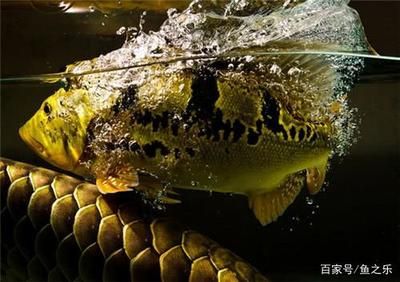 野生巴西亞魚打龍魚怎么辦（野生巴西亞魚攻擊龍魚可能是因為領域沖突、食物競爭或是龍魚挑釁）