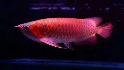 龍魚多長(zhǎng)時(shí)間發(fā)色一次：龍魚的發(fā)色是一個(gè)持續(xù)的過程嗎？