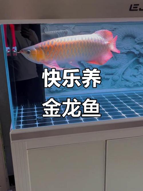 紅龍魚品牌推薦一下圖片大全集