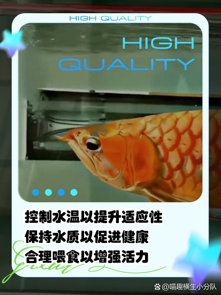 古典金龍在不同溫度下的表現如何？ 古典金龍在不同溫度下的表現如何？ 龍魚百科 第2張