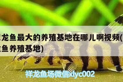 龍魚在印尼多少錢一條啊：印尼龍魚市場(chǎng)價(jià)格波動(dòng)原因印尼龍魚價(jià)格波動(dòng)原因 龍魚在印尼多少錢一條啊：印尼龍魚市場(chǎng)價(jià)格波動(dòng)原因印尼龍魚價(jià)格波動(dòng)原因 龍魚百科 第3張