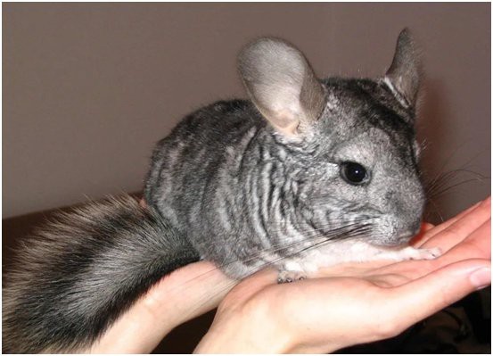 哪些因素會導致龍貓感染細菌？ 哪些因素會導致龍貓感染細菌？ 龍魚百科 第5張