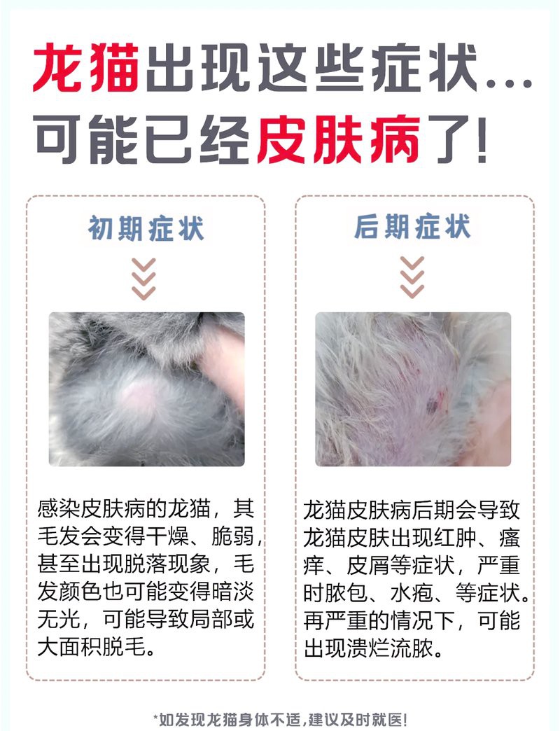 哪些因素會導致龍貓感染細菌？ 哪些因素會導致龍貓感染細菌？ 龍魚百科 第3張