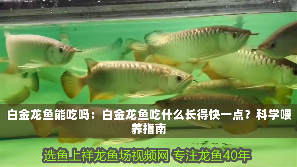 白金龍魚能吃嗎：白金龍魚吃什么長得快一點？科學喂養指南