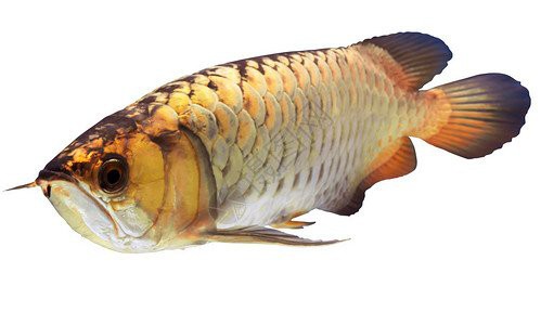 有沒有更多高清金龍魚壁紙推薦？ 有沒有更多高清金龍魚壁紙推薦？ 龍魚百科 第3張