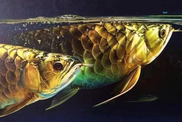 紅龍魚可以活多久