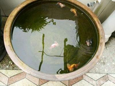 紅龍魚缸背景顏色代表什么寓意圖片欣賞（紅龍魚缸背景顏色代表什么寓意圖片欣賞大全） 紅龍魚缸背景顏色代表什么寓意圖片欣賞（紅龍魚缸背景顏色代表什么寓意圖片欣賞大全） 龍魚百科