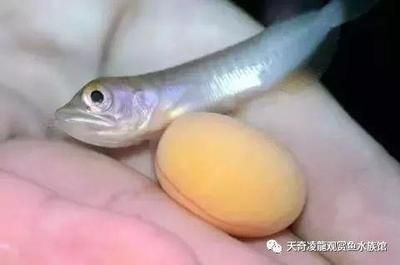 怎么把國外的龍魚運回國（如何將國外的龍魚運回國內）