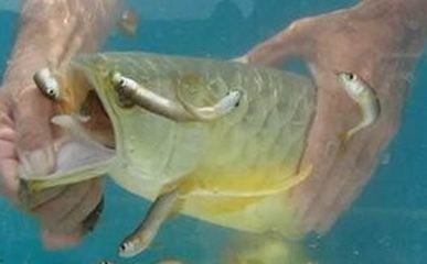 怎么選金龍魚幼魚，如何挑選金龍魚幼魚