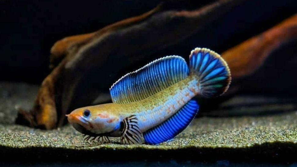 雷龍魚繁殖需要哪些條件？ 雷龍魚繁殖需要哪些條件？ 龍魚百科 第4張