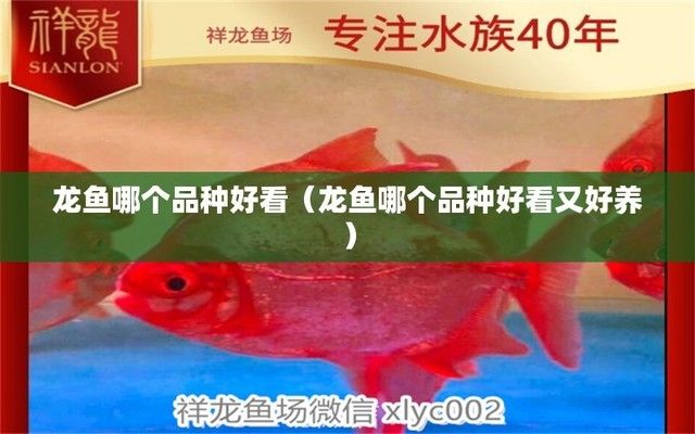 龍魚那個品種好養(yǎng)：幾種被認為比較好養(yǎng)的觀賞魚品種