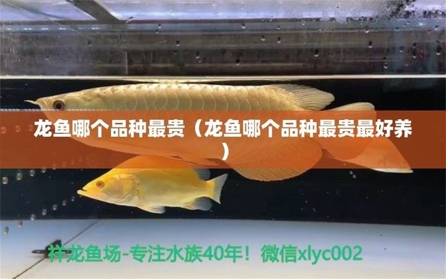 龍魚那個品種好養(yǎng)：幾種被認為比較好養(yǎng)的觀賞魚品種
