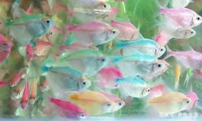 觀賞魚批發市場對比分析，廣州花地灣花鳥魚蟲批發市場