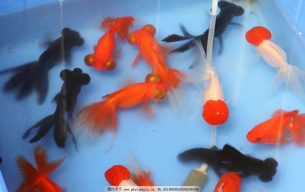 觀賞魚批發市場對比分析，廣州花地灣花鳥魚蟲批發市場