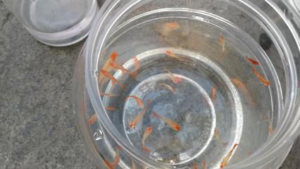 觀賞魚批發市場對比分析，廣州花地灣花鳥魚蟲批發市場