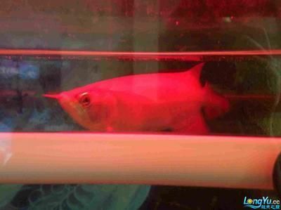 觀賞魚批發市場對比分析，廣州花地灣花鳥魚蟲批發市場