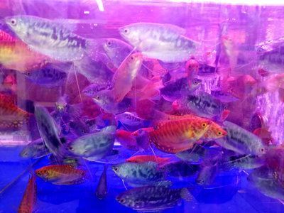 觀賞魚批發市場對比分析，廣州花地灣花鳥魚蟲批發市場