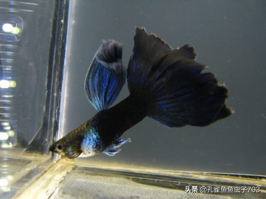 紅龍魚的營養價值及功效作用圖片（紅龍魚的營養價值及功效作用圖片大全）