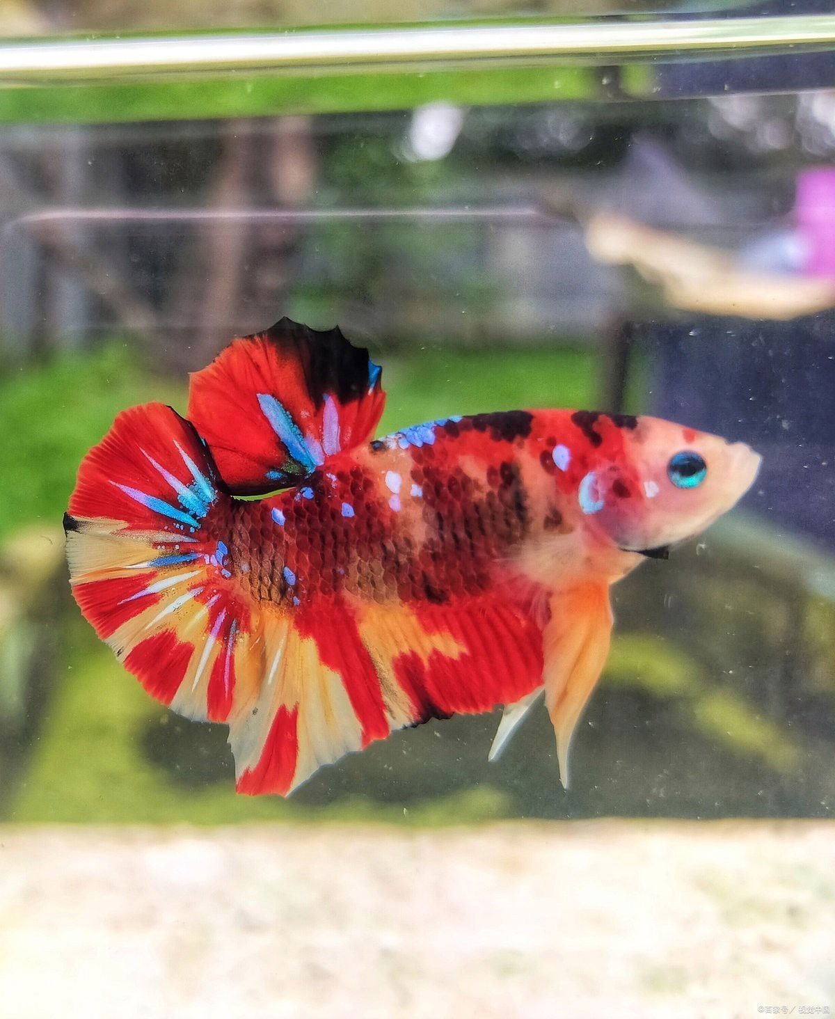 紅龍魚炸鱗會自愈嗎？