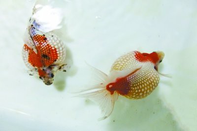 坤甸紅龍的市場價格如何？