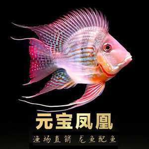 鳳凰龍魚多少錢：鳳凰龍魚的價格因地區(qū)、尺寸和品質(zhì)而異，鳳凰龍魚價格波動