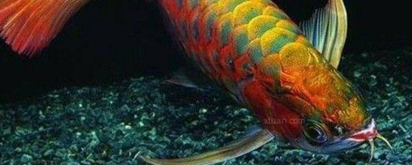 龍魚睡覺沉底嗎（龍魚在睡覺時是否會沉底？） 龍魚睡覺沉底嗎（龍魚在睡覺時是否會沉底？） 龍魚百科 第2張