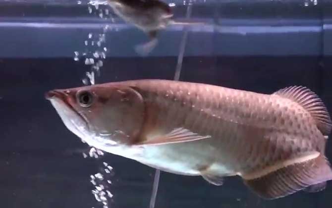 銀龍魚爛鱗病能自愈嗎？