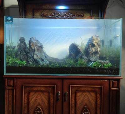 草缸適合養龍魚嗎：草缸養龍魚在草缸養龍魚飼養注意事項,草缸養龍魚