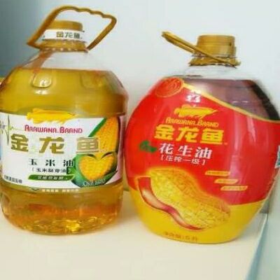 長壽好還是金龍魚好（長壽和金龍魚哪個好）