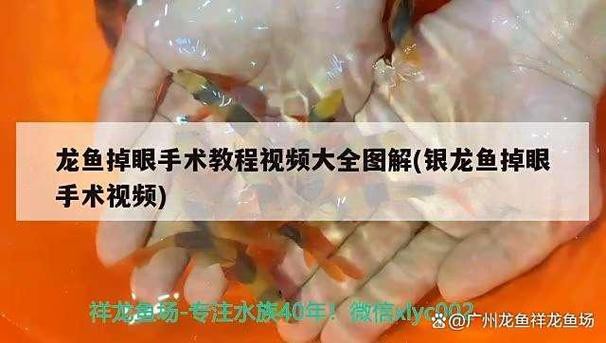 小龍魚掉眼最簡單的恢復方法圖片