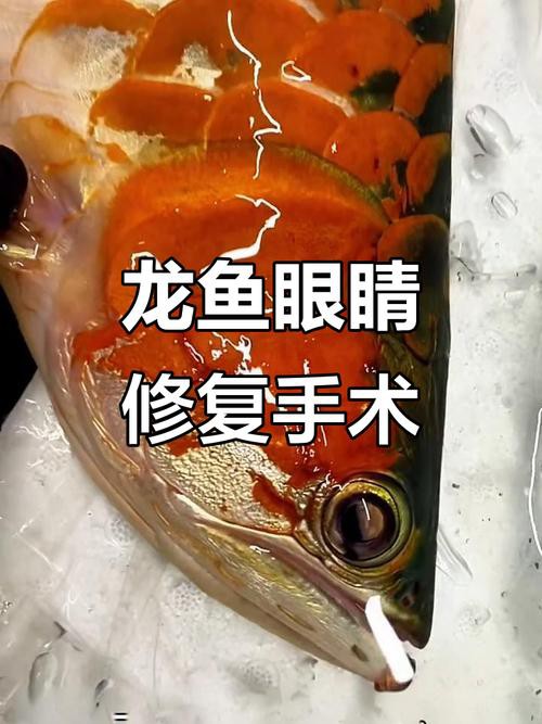 小龍魚掉眼最簡單的恢復方法圖片