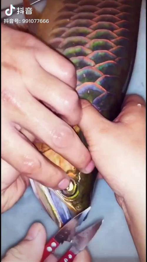 小龍魚掉眼最簡單的恢復方法圖片
