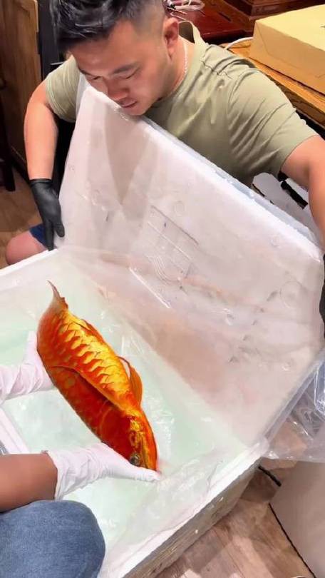 小龍魚掉眼最簡單的恢復方法圖片