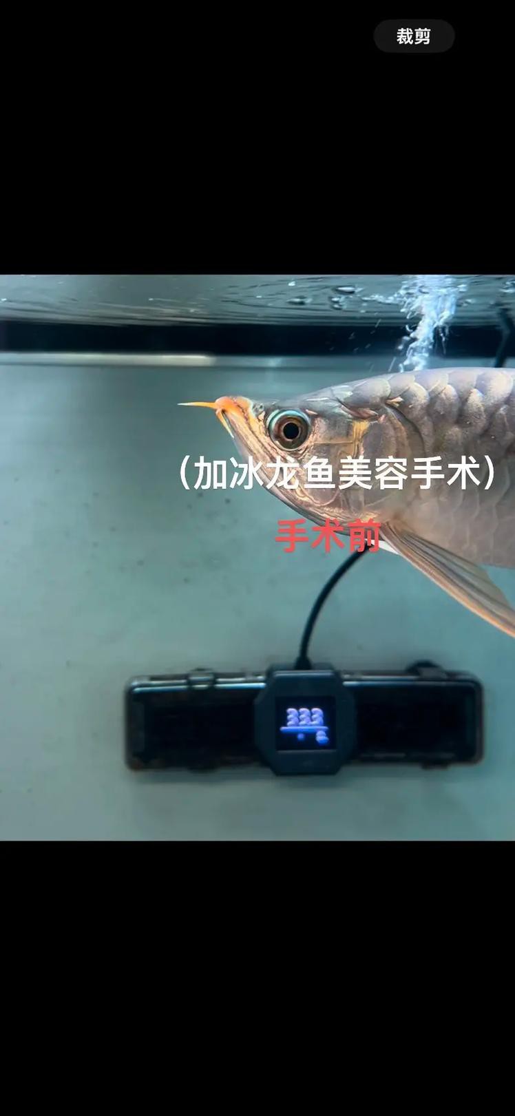 小龍魚掉眼最簡單的恢復方法圖片