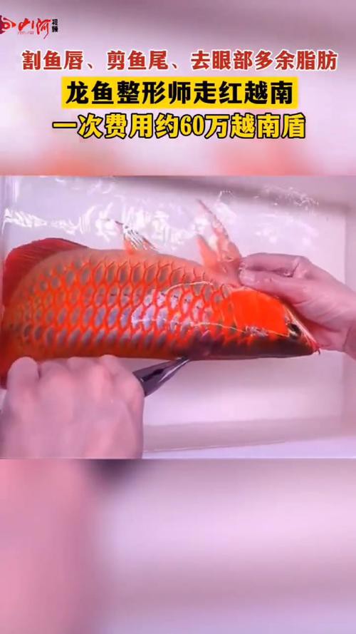 小龍魚掉眼最簡單的恢復方法圖片