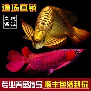 金龍魚的魚苗長什么樣（如何挑選金龍魚幼苗）