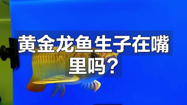 黃金恐龍魚能長多大